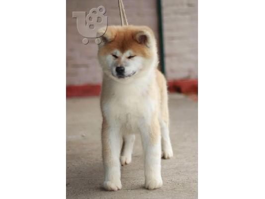 Akita Inu